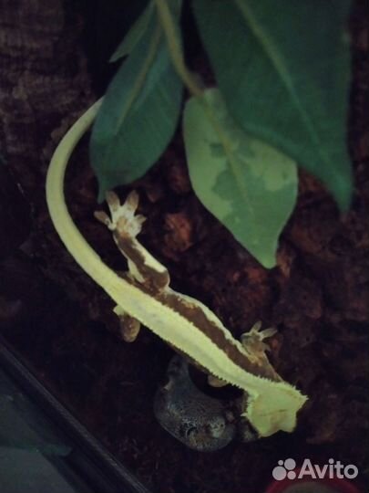 Реснитчатые бананоеды