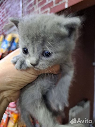 Помесь британца