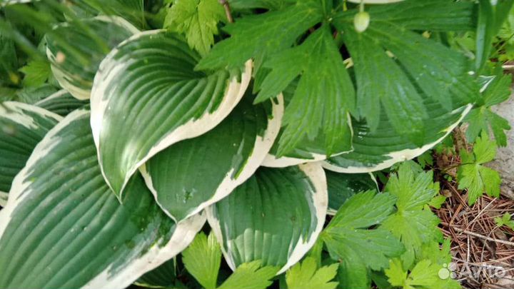 Хоста растение
