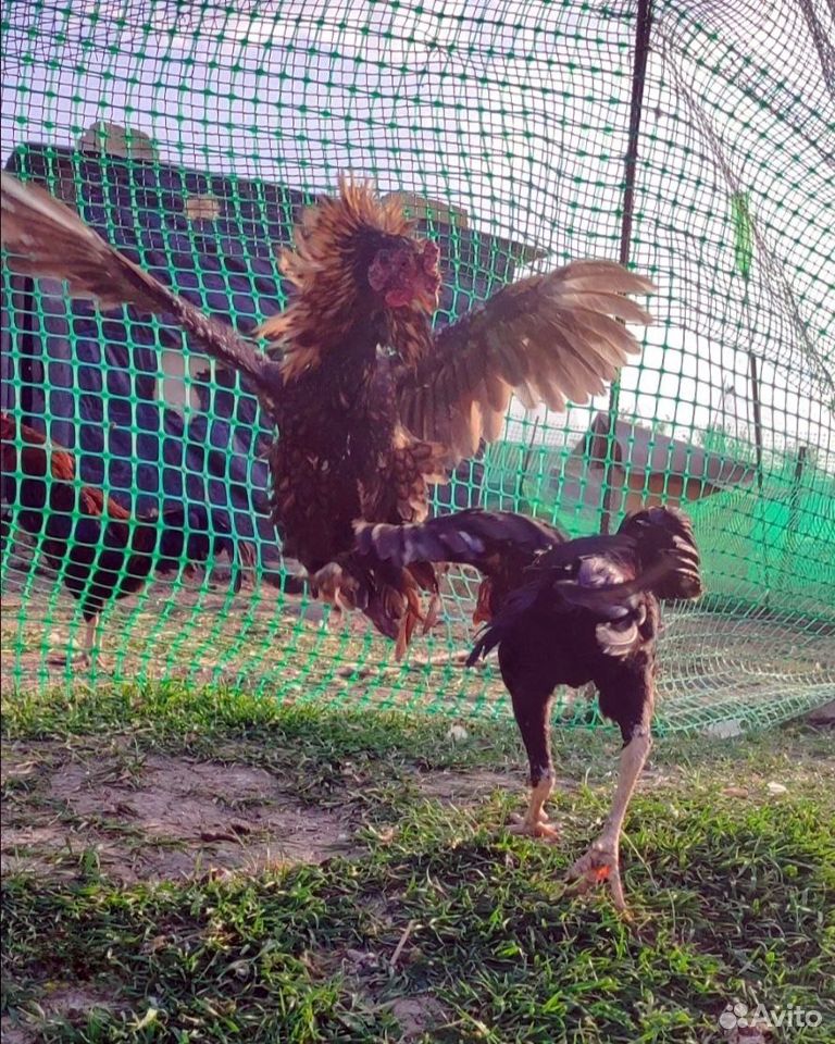 Бойцовые петухи Шамо