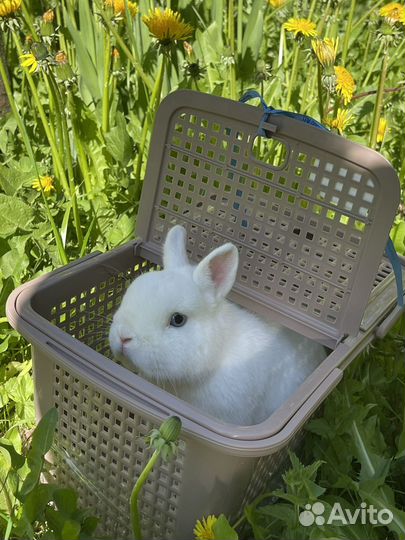 Карликовый породистый кролик Гермелин шоу