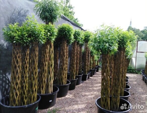 Плетеные деревья из ивы Русская Пальма