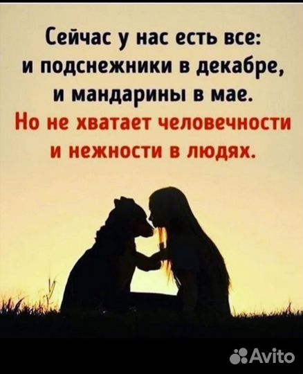 Передержка животных