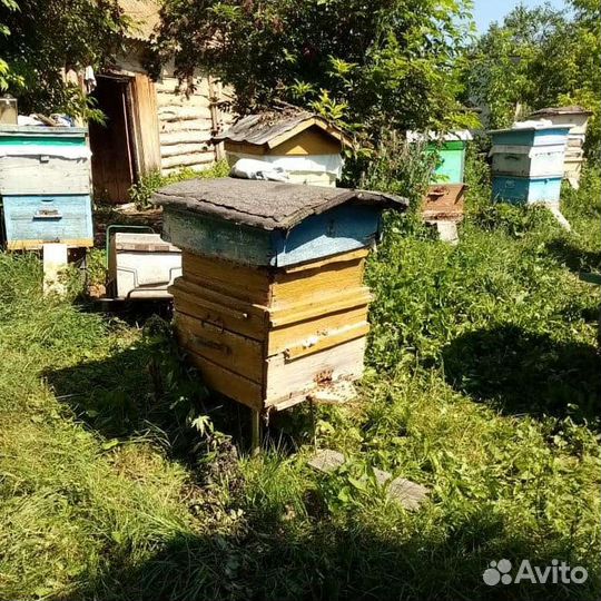 Продам пчелосемьи