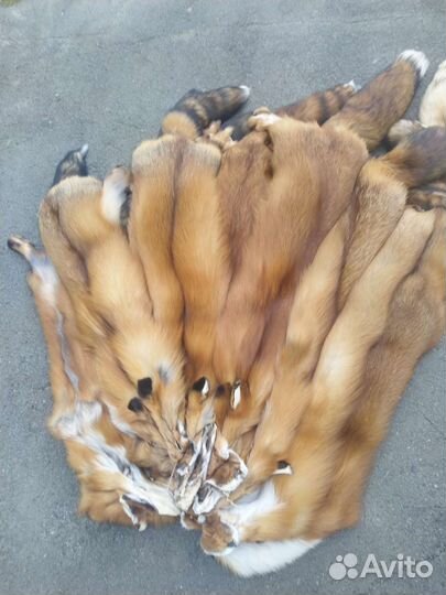 Шкуры лисы