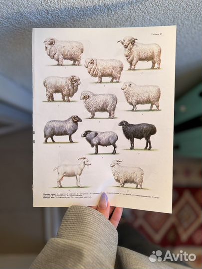 Анималистические иллюстрации