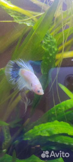 Рыба петушок