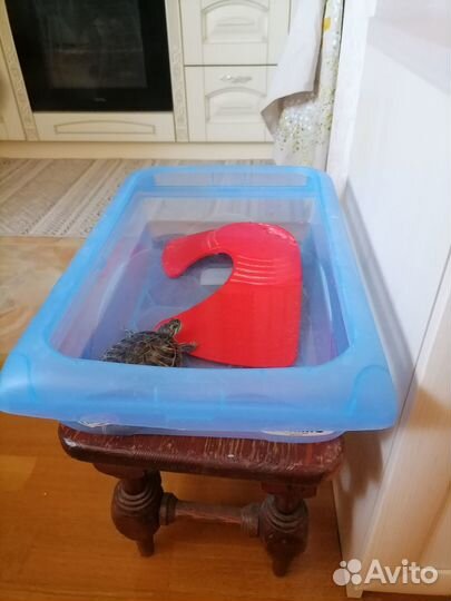 Водная черепашка