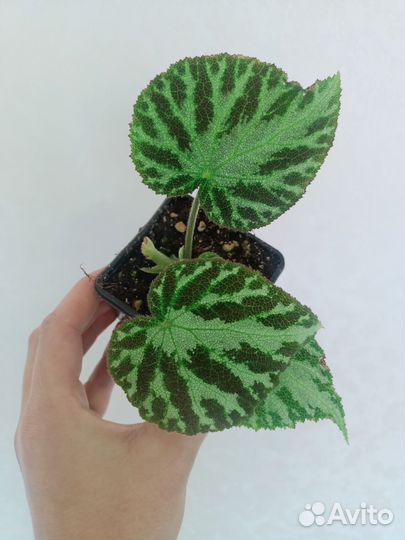 Бегония декоративно лиственная