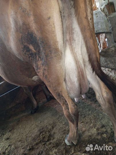 Корова молочная