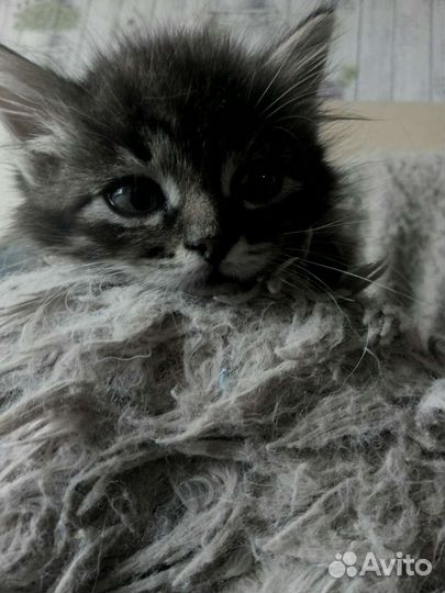 Кошкины дети