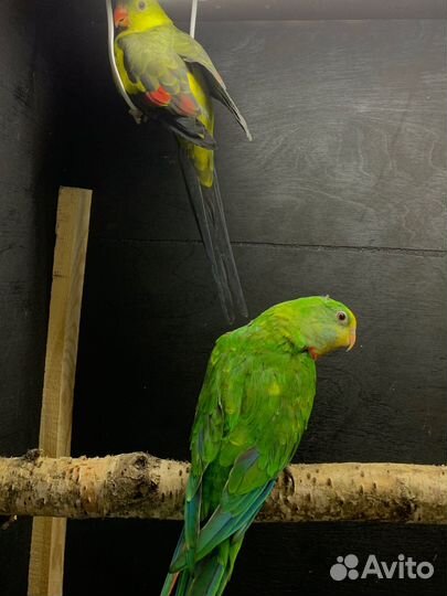 Попугай ожереловый'барабантовый и принцесса