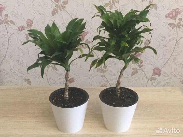 Драцена кучерявая 35 и 40 см