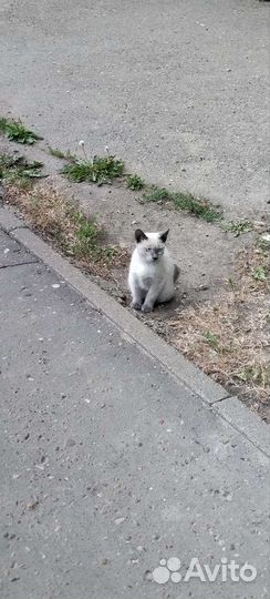 Котята 2-3 месяца