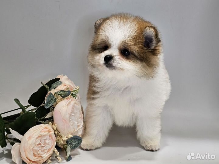 Шпицедетки