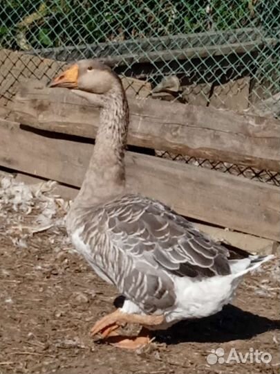 Шикарный гусак на племя