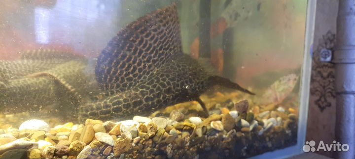 Парчевый сом