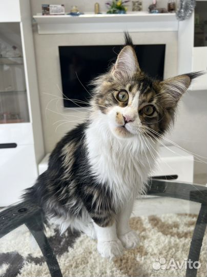 Котёнок Мейн-кун