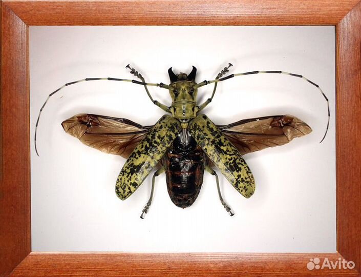 Большой Жук усач Pseudomeges marmoratus