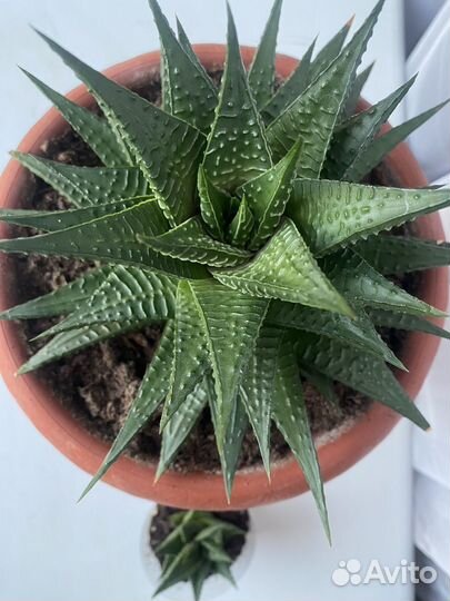 Суккуленты