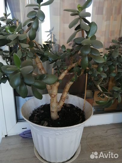 Комнатные цветы