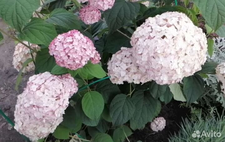 Гортензия древовидная розовая Кандибелле Баблгам