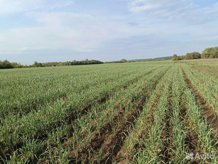 Озимый чеснок оптом