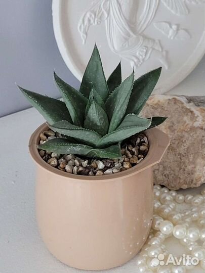 Хавортия Саванна