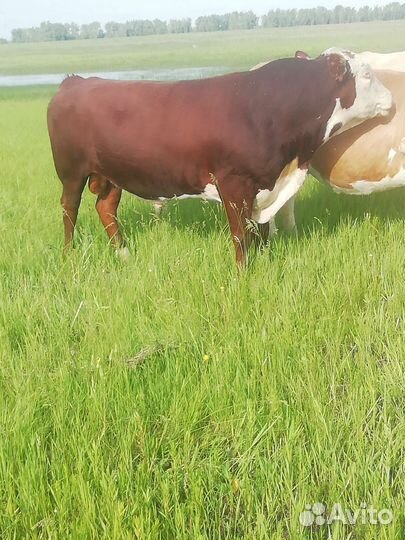 Бык племянной Герефорд 3,5 года