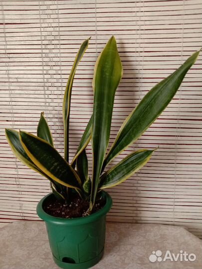 Сансевиерия