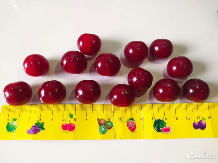 Вишня крупная ягода