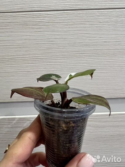 Филодендрон white knight tricolor