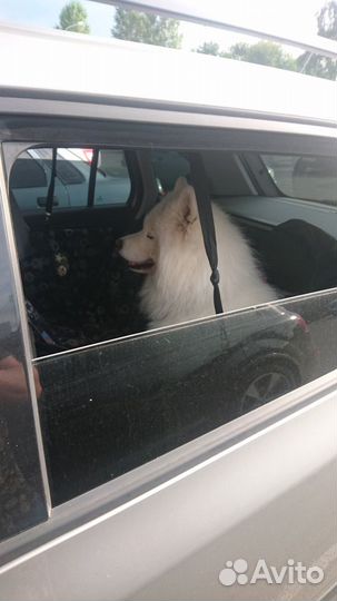 Зоотакси, перевозка питомцев