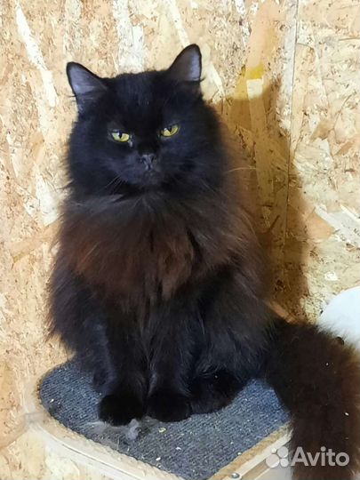 Мася ждет своего человека