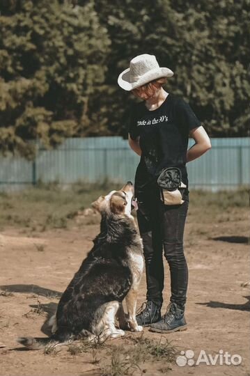 Дрессировка собак с выездом на дом