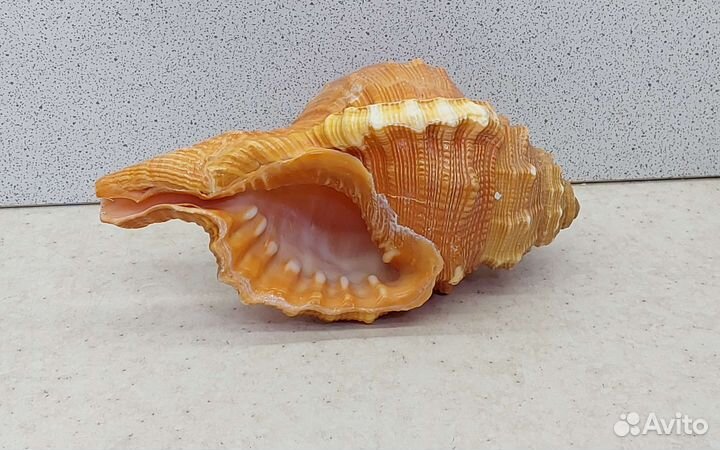 Циматиум Пурам 10,7 морская ракушка раковина