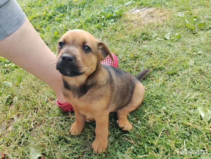 Щенок в добрые руки