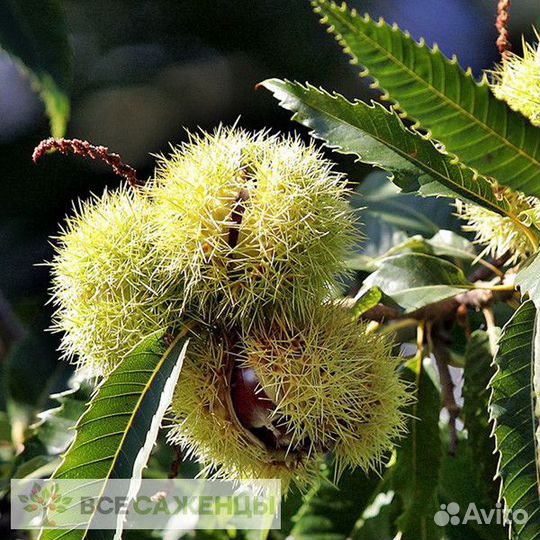 Каштан сьедобный саженцы