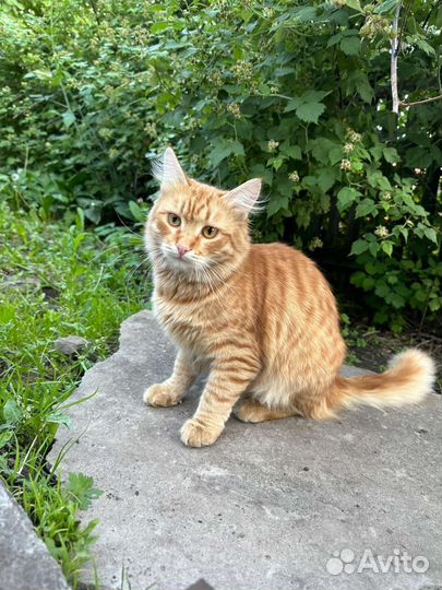 Рыжий кот