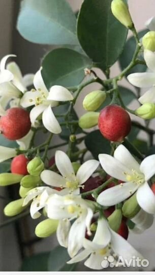 Мурайя, сеянцы