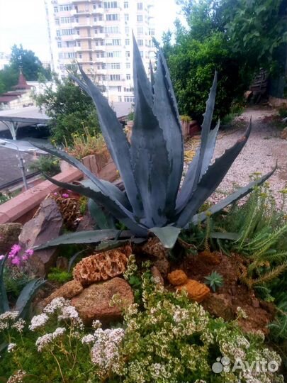 Агава голубая