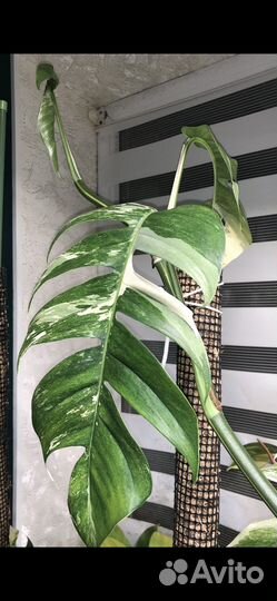 Эпипремнум пиннатум варигатный Альба