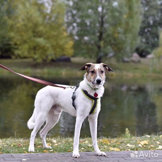 Хозяева выбросили щенка на улицу