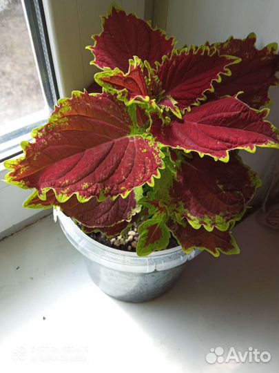 Цветы колеус