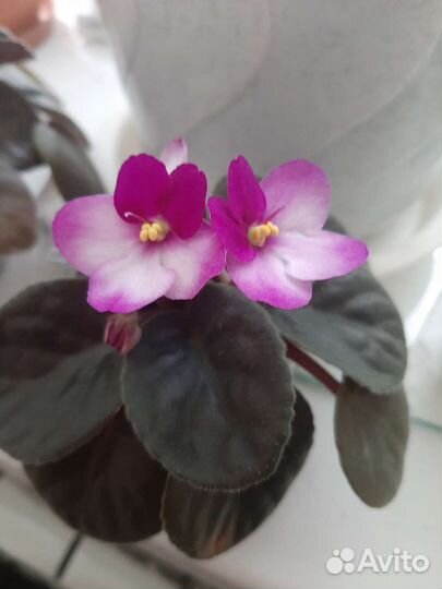 Пеларгония герань королевская, педилантус,фиалка