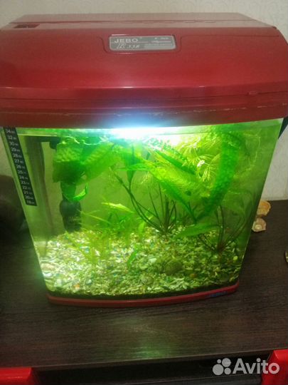 Аквариум