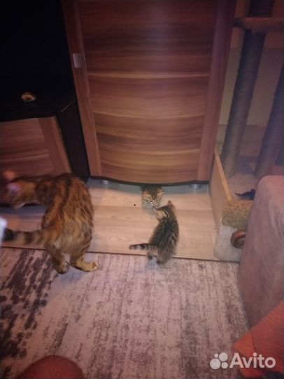 Бенгальские котята