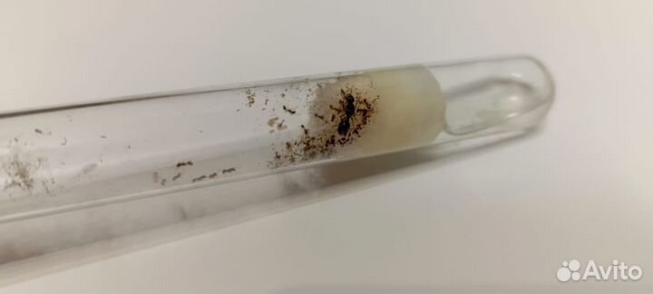 Муравьи messor structor, Lassius,Tetramorium