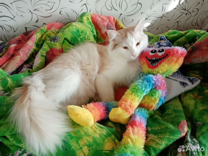 Турецкая ангора