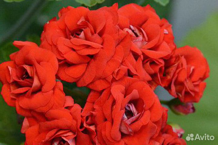 Сортовая пеларгония